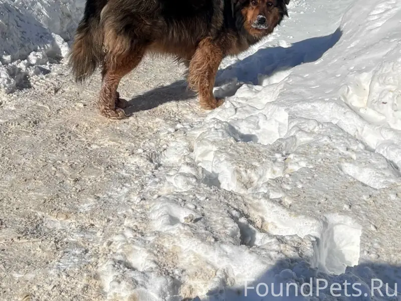 Замечена собака у Поликлиники ...