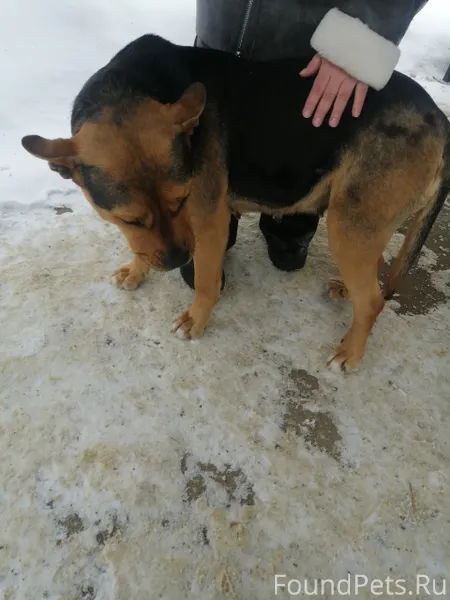 Десногорск. Чей собакен потеря...