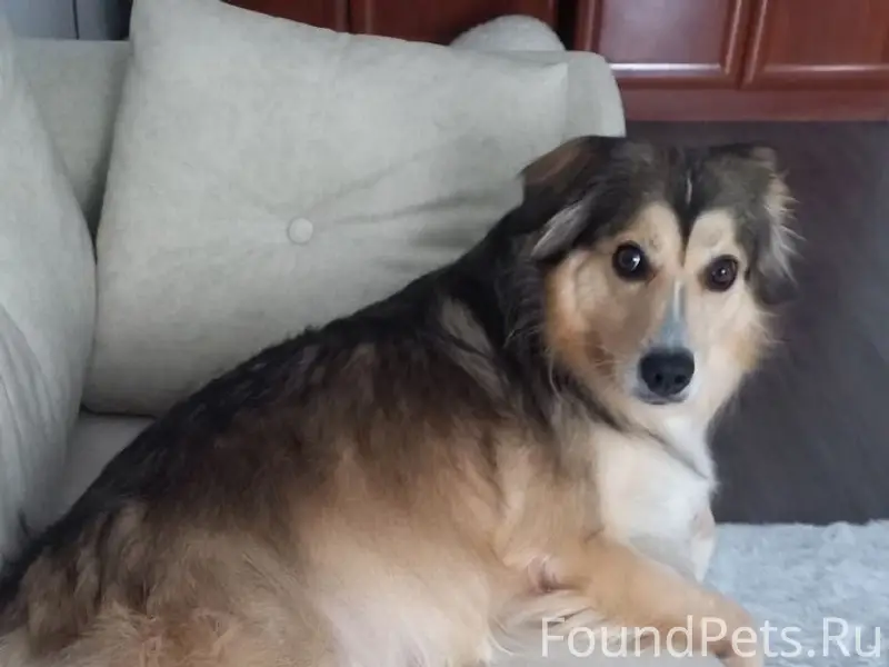 ⚠ПРОПАЛА СОБАКА ⚠ Поиск Сёмочк...