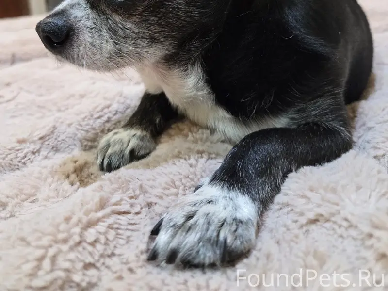 🐶 Нашелся! Спасибо огромное вс...