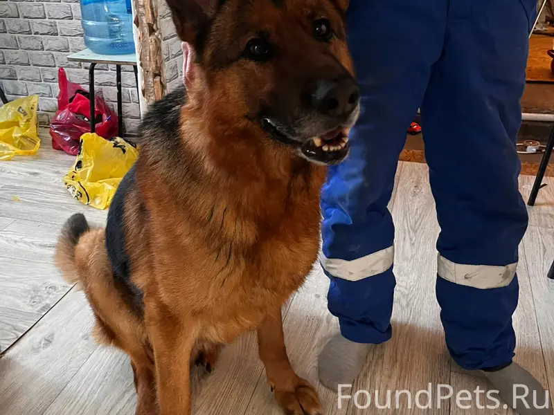 Найден пес, на Чапаева в район...