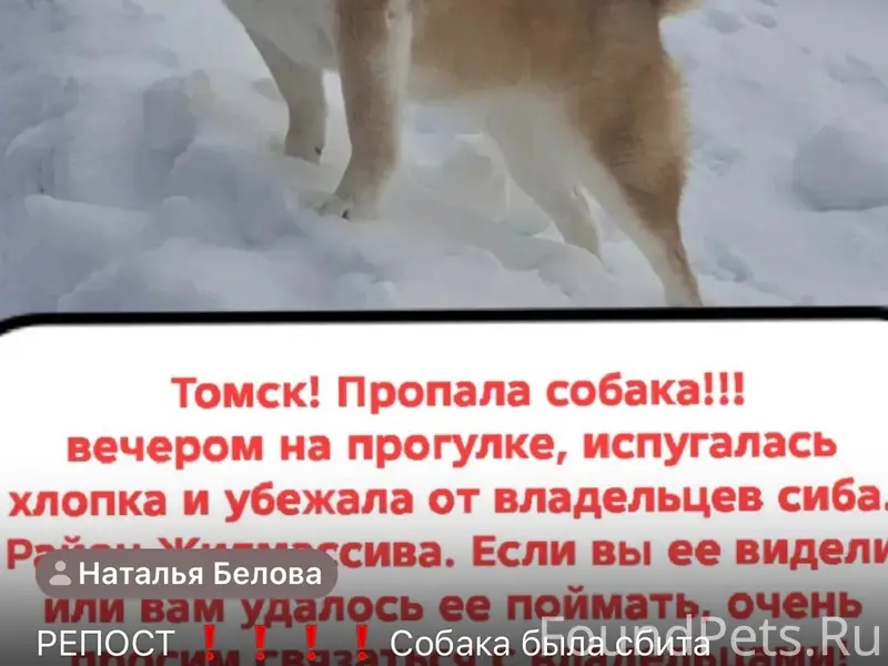 Прошу репост! Потерялась собак...