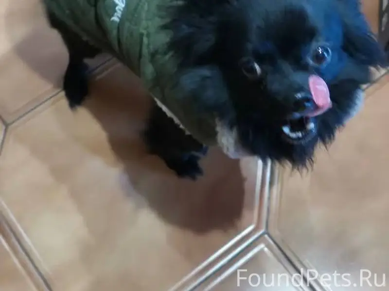 Найдена собака на 22 микрорайо...