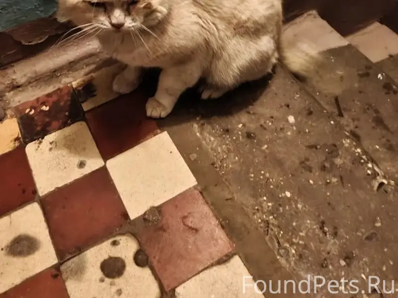 Друзья! Найден кот сегодня веч...