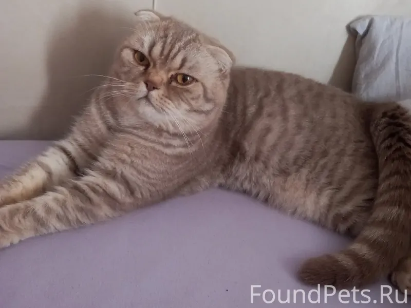 Пропал Кот! Район Химик, ориен...