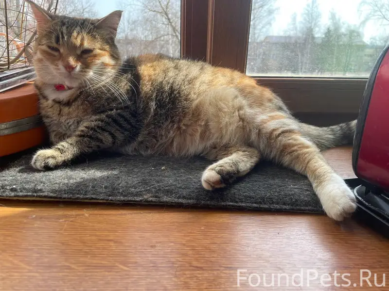 Пропала кошка ( С ошейником,но...