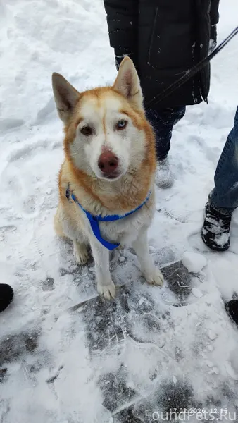 Найдена собака, в центре Черно...