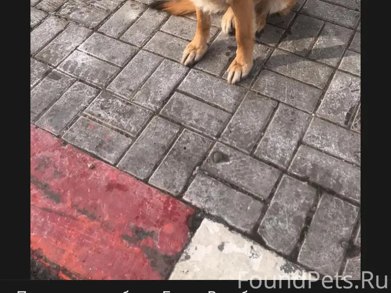 Чей пёс? Найден на Ленинградск...