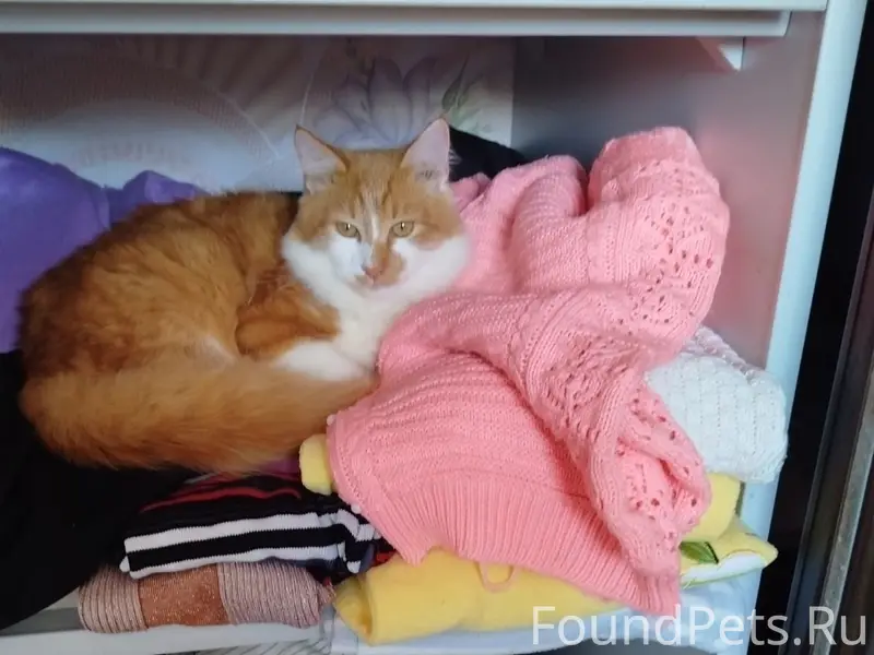 Пропал кот. Рыжего окраса. Оче...