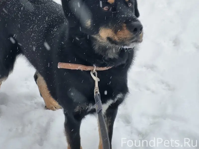 СРОЧНО ❗ Пропал пёс, испугался...