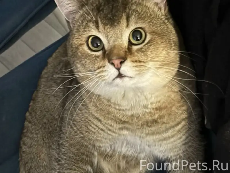 Пропал кот в районе д. Заболот...