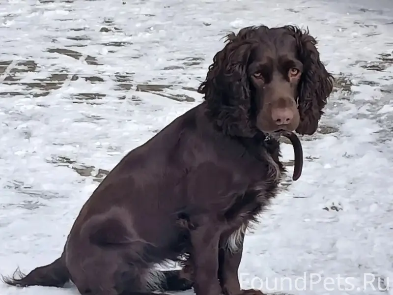 Сегодня сбежала собака из дома...