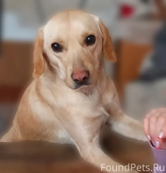 Потерялась собака. Может кто в...