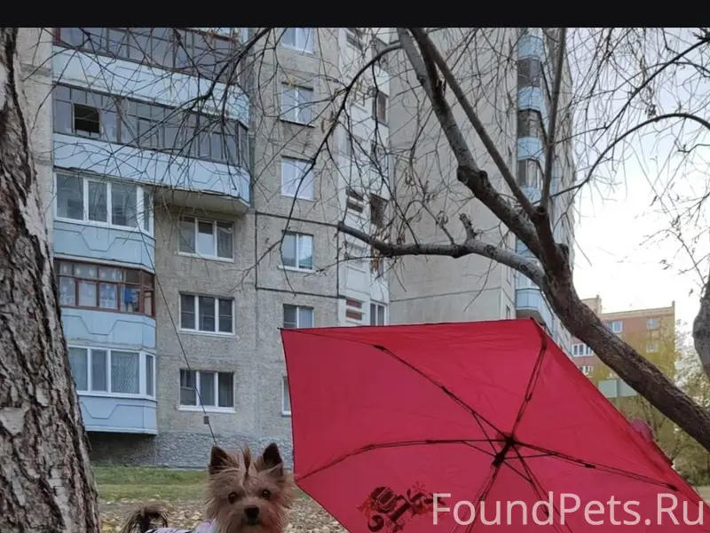 Потерялась собака породы йоркш...