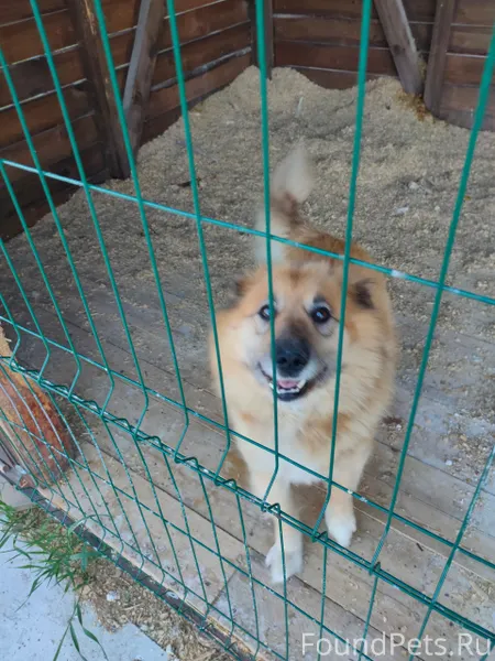 Пропала собака в районе перекр...