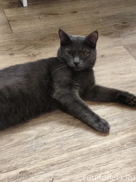 Пропала кошка в районе горьког...