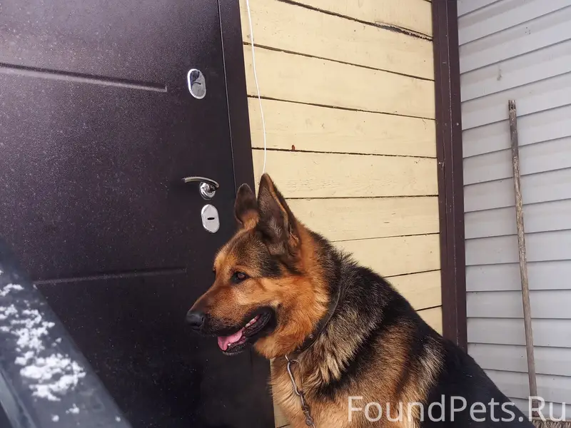 На улице Горицкая найден пёс, ...