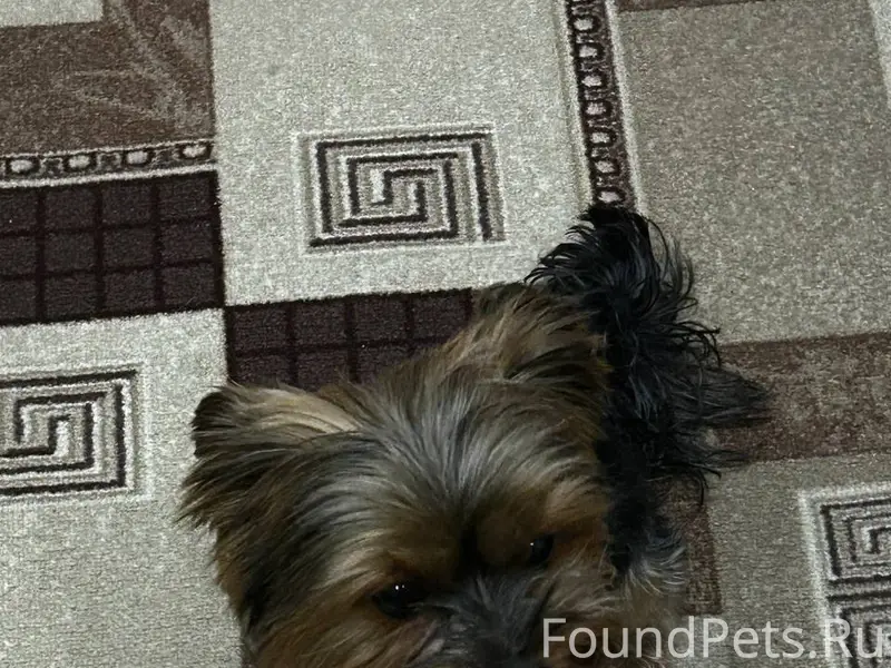 Найдена собака на улице Баррик...