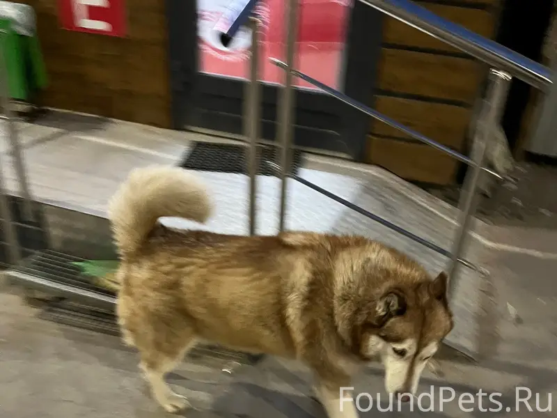 Чья собака? Может кто потерял?