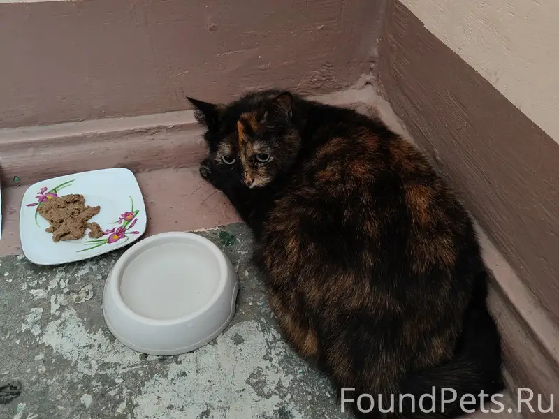 Найдена красивая кошка. Сидит ...