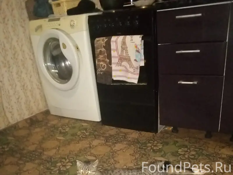 Пропал кот Филя если кто видел...