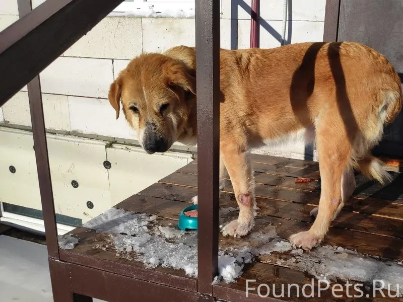 Убежала собака! Может прятатьс...