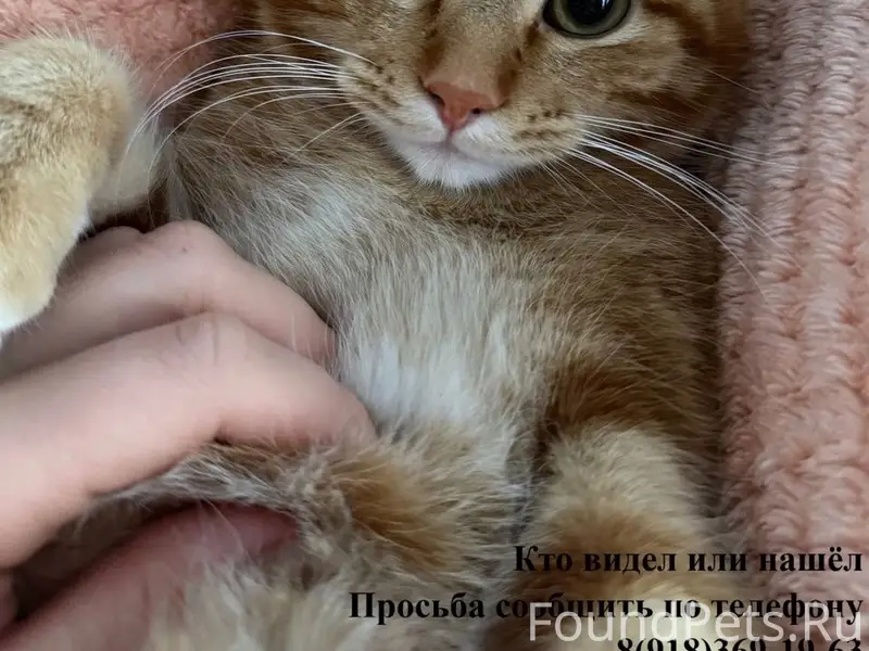 Пропал кот По клички Симба Кот...