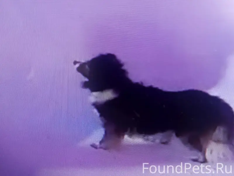 Найдена собака, улица Буровая,...
