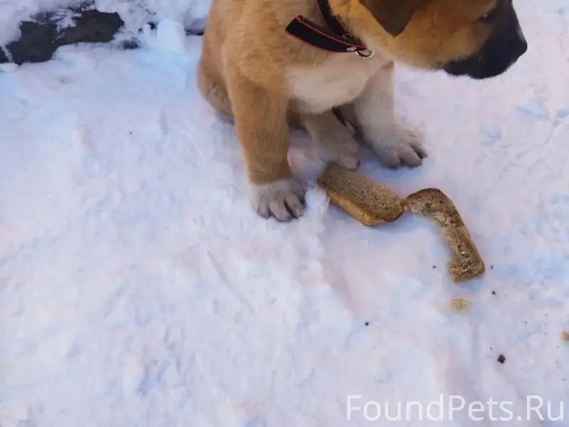 Потерялся щенок в районе школы