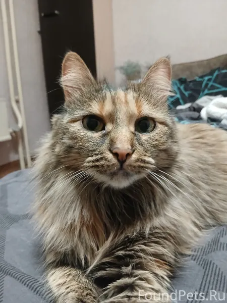 СРОЧНО!!!!! пропала кошка посл...