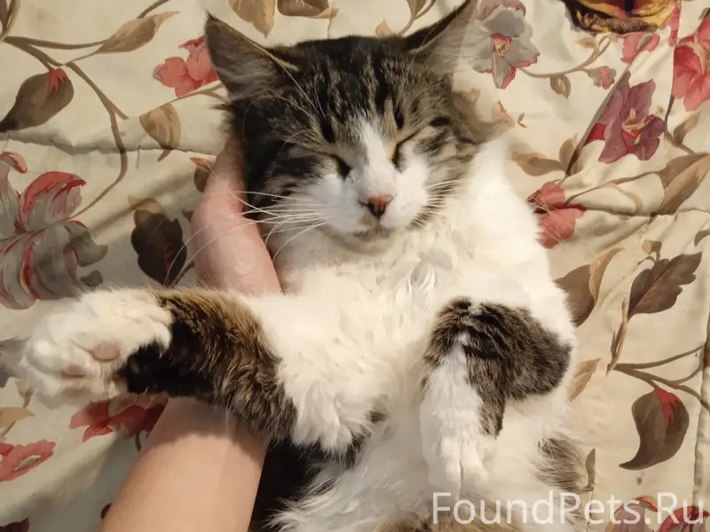 ЧЕЙ КОТИК? район ЛЮБИМОВКА ❗На...