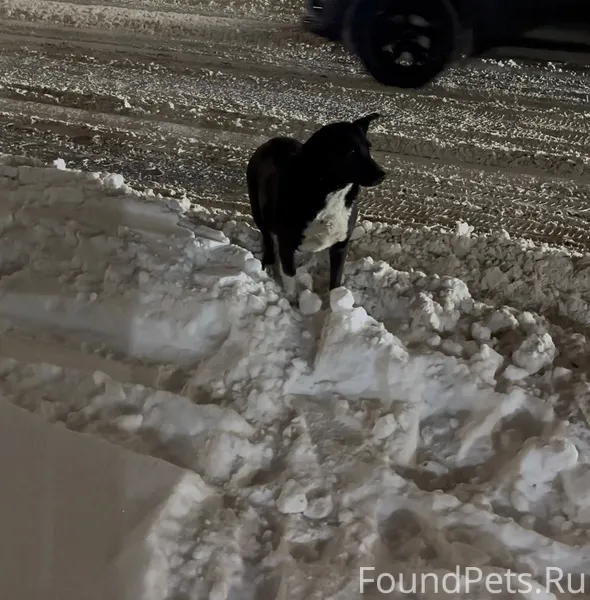 Видели собаку 18.02.26 В...