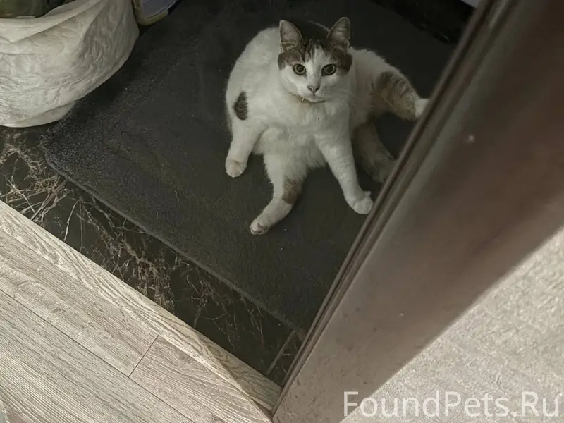 Пропала Кошка!! Сегодня утром ...