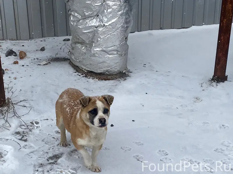 Уважаемые люди! ЖИВОТНОМУ НУЖН...