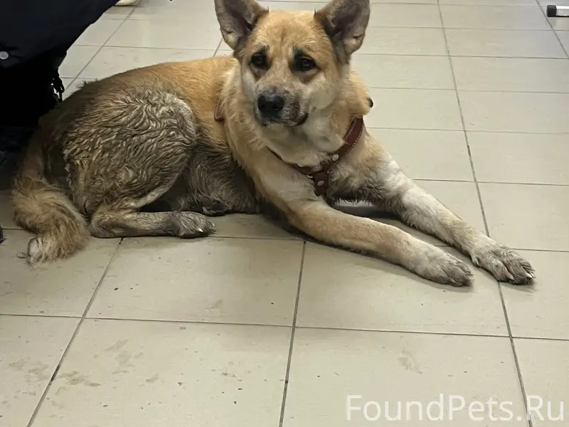 🆘 Потерялась собака на пл.Октя...