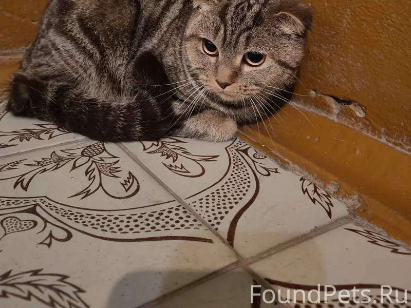 Чья кошка была найдена в посел...