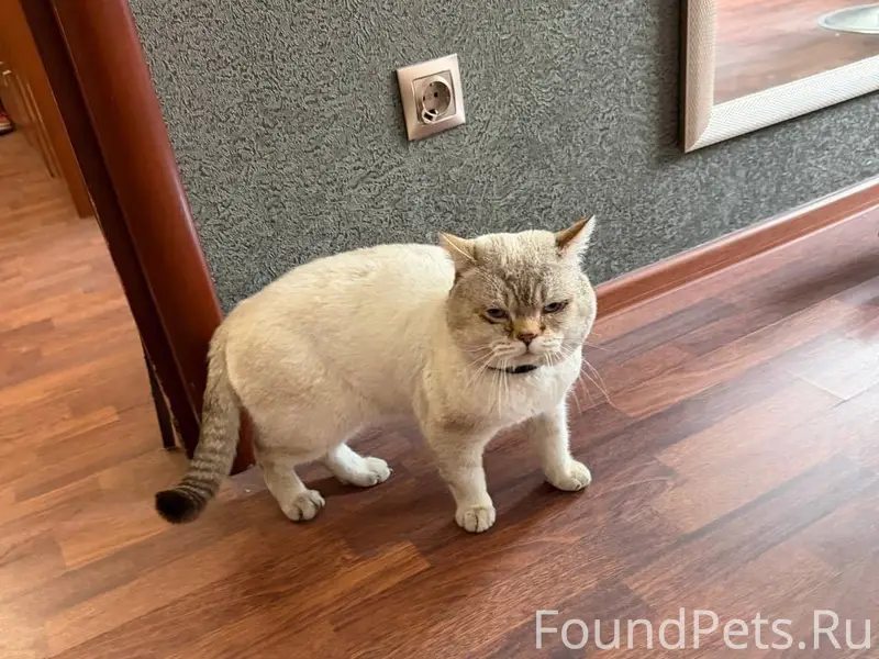 Найден кот на Магистральном. З...
