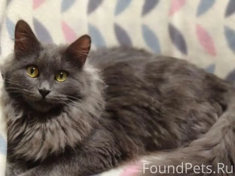 ❗ВНИМАНИЕ! ПОМОГИТЕ В ПОИСКЕ!📢...