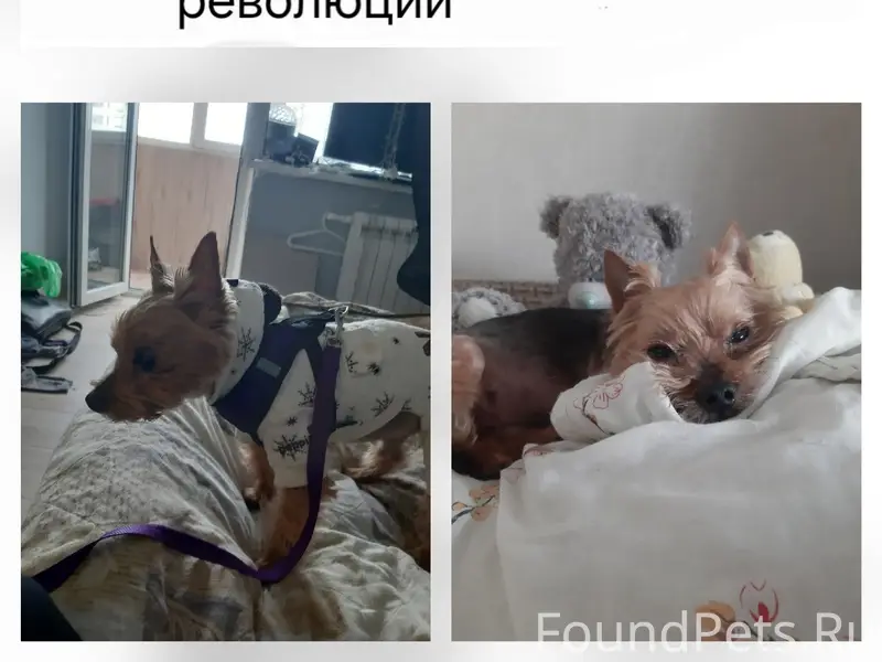 ПОМОГИТЕ НАЙТИ СОБАКУ! район Л...