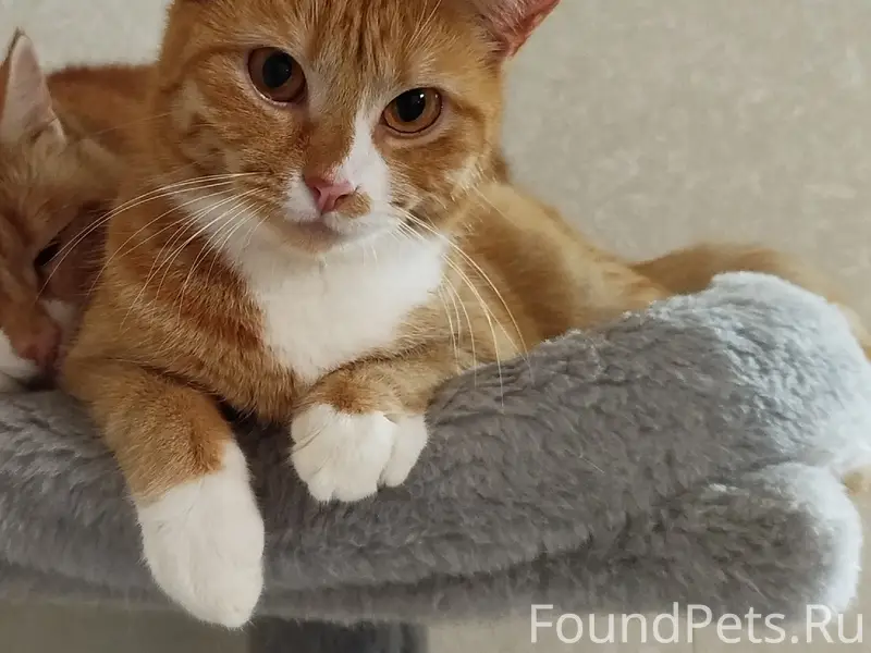 Потерялась кошка, Алиса. Возра...