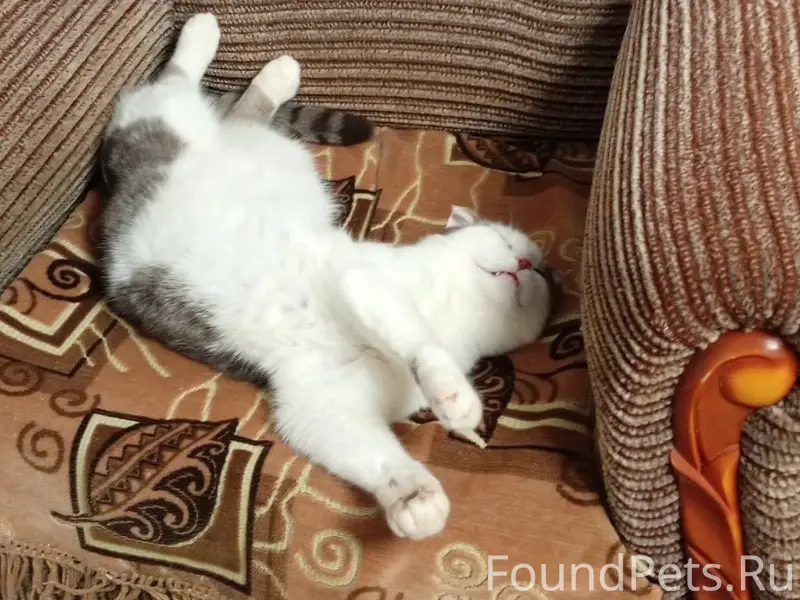 Пропал кот вислоухий, бело-сер...