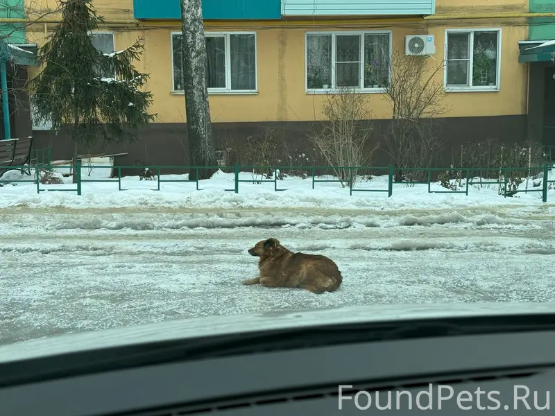 Добрый день!Найдена собака воз...