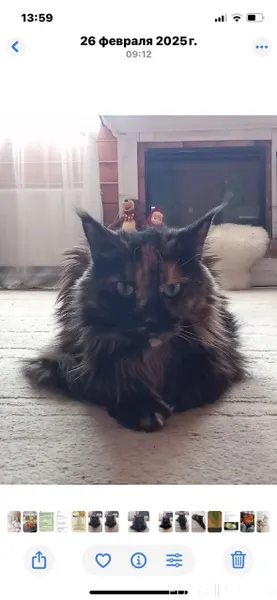 Пропала кошка породы мейн-кун ...