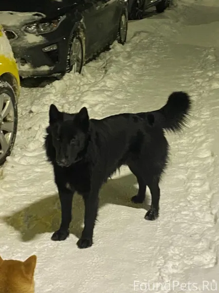 НАЙДЕН ПЁС❗️ В ЖК Мечта (Возне...