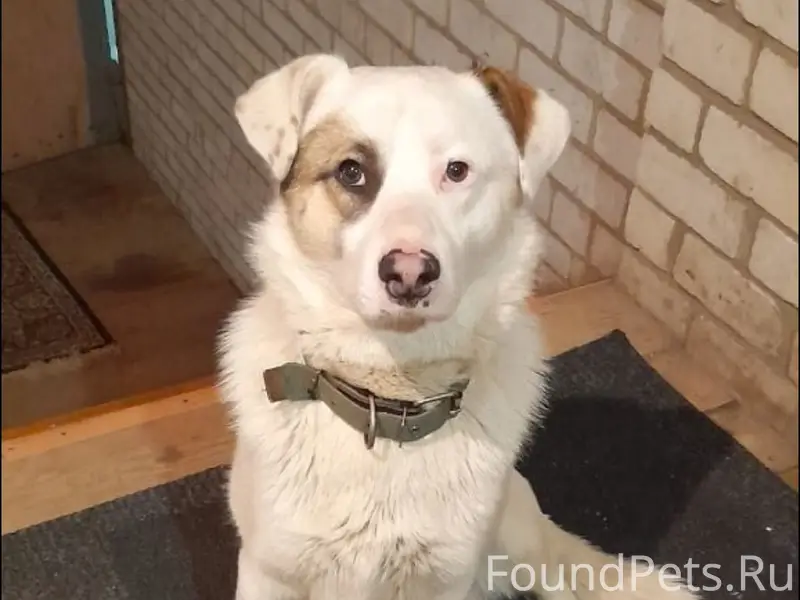 Пропали две собаки в районе Зн...