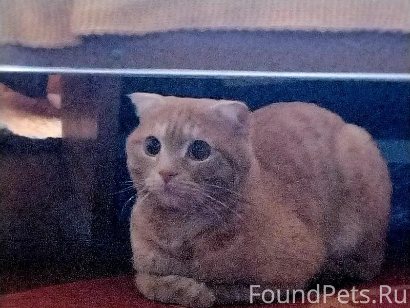 Найден кот в подъезде (22 мкр....