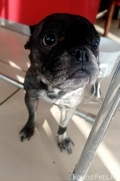 Чья собака?) Может потерял кто...