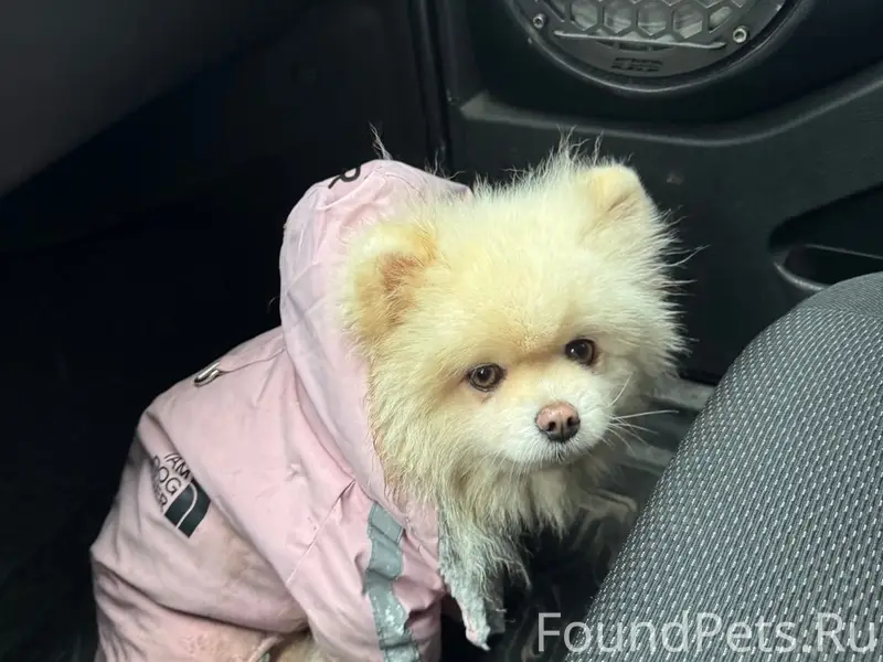 Найдена собака, бежала со стор...