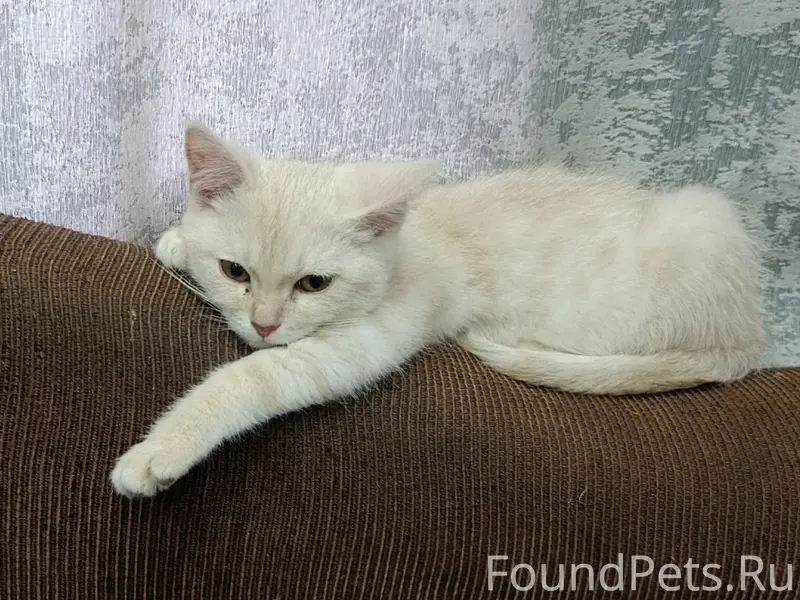 ПРОПАЛ КОТЁНОК В СЗМ БЕЛЫЙ С.....