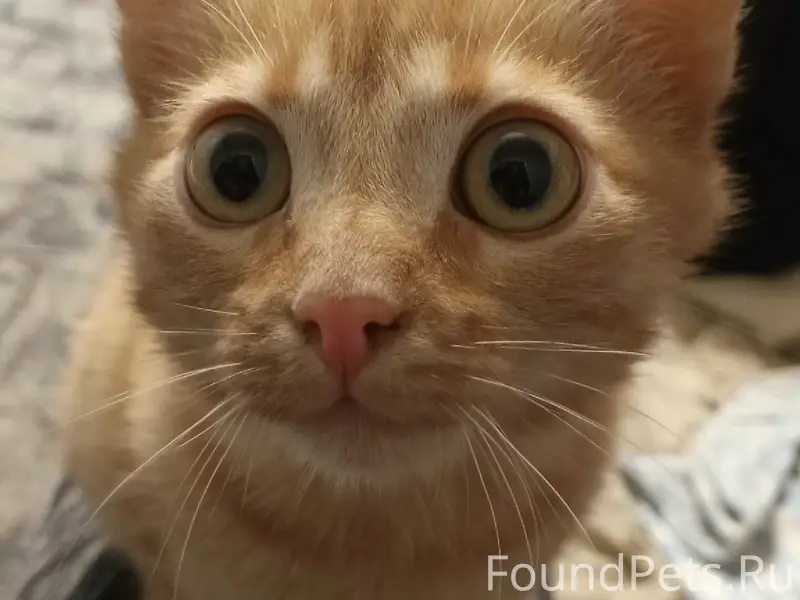 Пропал котёнок по адресу просп...